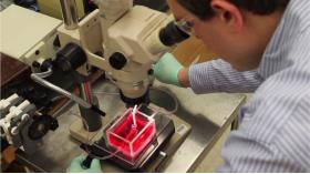 НОВОЕ УСТРОЙСТВО СПОСОБНО ДЕЛАТЬ ЦЕЛЫЕ ОРГАНЫ ИЗ МИКРОТКАНЕЙ - 1 НОВОЕ УСТРОЙСТВО СПОСОБНО ДЕЛАТЬ ЦЕЛЫЕ ОРГАНЫ ИЗ МИКРОТКАНЕЙ - Bimedis - 1